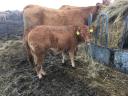 Limousin üszűk eladók