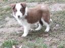 Border collie fajtatiszta jellegű,  barna-fehér kölyök kiskutya örökbefogadható