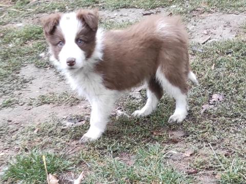 Border collie fajtatiszta jellegű,  barna-fehér kölyök kiskutya örökbefogadható Border collie fajtatiszta jellegű,  barna-fehér kölyök kiskutya örökbefogadható
