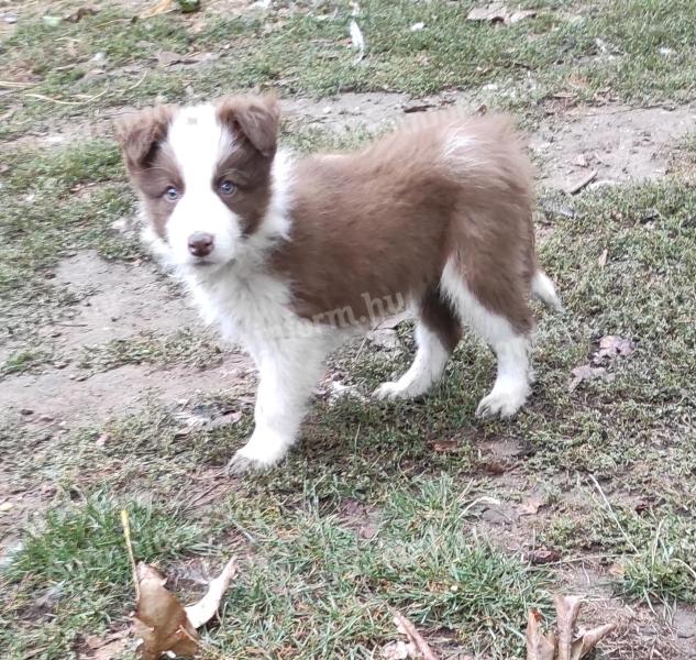Border collie fajtatiszta jellegű,  barna-fehér kölyök kiskutya örökbefogadható