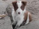 Border collie fajtatiszta jellegű,  barna-fehér kölyök kiskutya örökbefogadható