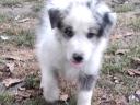 Border collie fajtatiszta jellegű,  blue merle,  barna-fehér és fekete fehér kölyök kiskutyák örökbefogadhatók