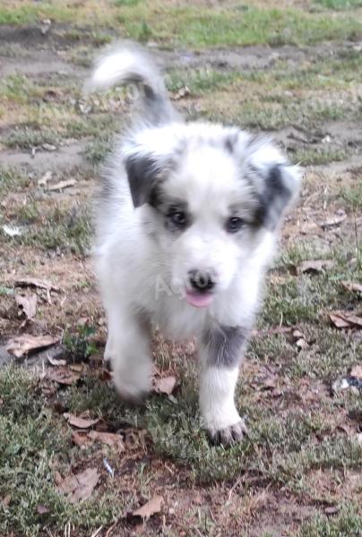 Border collie fajtatiszta jellegű,  blue merle,  barna-fehér és fekete fehér kölyök kiskutyák örökbefogadhatók