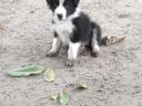Border collie fajtatiszta jellegű,  blue merle,  barna-fehér és fekete fehér kölyök kiskutyák örökbefogadhatók