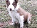 Border collie fajtatiszta jellegű,  blue merle,  barna-fehér és fekete fehér kölyök kiskutyák örökbefogadhatók