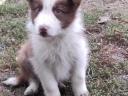 Border collie fajtatiszta jellegű,  blue merle,  barna-fehér és fekete fehér kölyök kiskutyák örökbefogadhatók