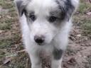Border collie fajtatiszta jellegű,  blue merle,  barna-fehér és fekete fehér kölyök kiskutyák örökbefogadhatók