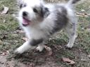 Border collie fajtatiszta jellegű,  blue merle,  barna-fehér és fekete fehér kölyök kiskutyák örökbefogadhatók