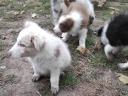 Border collie fajtatiszta jellegű,  blue merle,  barna-fehér és fekete fehér kölyök kiskutyák örökbefogadhatók