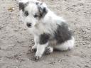 Border collie fajtatiszta jellegű,  blue merle,  barna-fehér és fekete fehér kölyök kiskutyák örökbefogadhatók