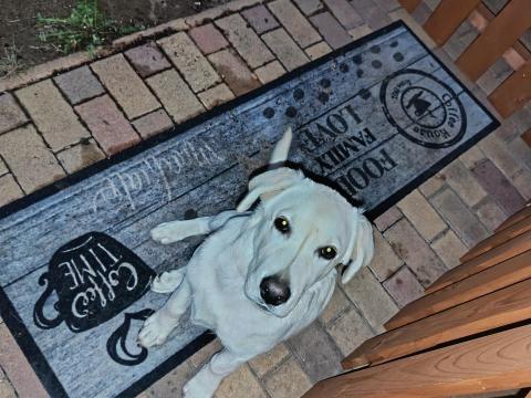 Labrador fajtajellegű kutya gazdit keres