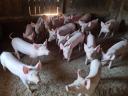 Nagy fehér malacok eladók Vas megyében