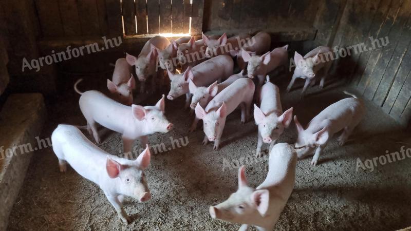 Nagy fehér malacok eladók Vas megyében