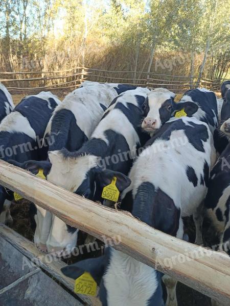 Holstein fríz bikák eladók