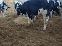 Holstein fríz bikák eladók
