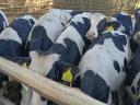 Holstein fríz bikák eladók