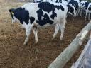 Holstein fríz bikák eladók