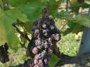 Mádi kövérszőlő és furmint ültetvények eladók