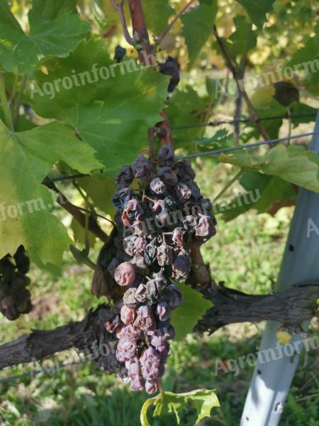Mádi kövérszőlő és furmint ültetvények eladók