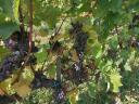 Mádi kövérszőlő és furmint ültetvények eladók