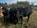 Eladó angus bikák és üsző, egészséges állományból, rendezett papírokkal