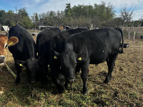 Eladó Angus bikák és üsző egészséges állományból, rendezett papírokkal Eladó Angus bikák és üsző egészséges állományból, rendezett papírokkal