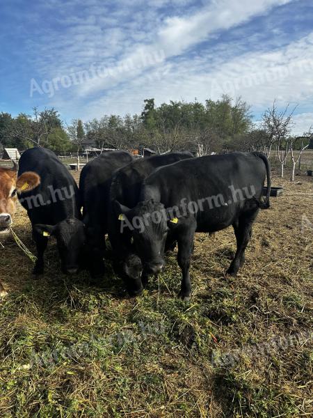 Eladó angus bikák és üsző, egészséges állományból, rendezett papírokkal