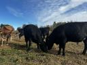 Eladó angus bikák és üsző, egészséges állományból, rendezett papírokkal