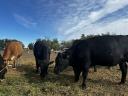 Eladó angus bikák és üsző, egészséges állományból, rendezett papírokkal