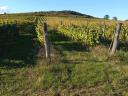 Eladó szőlőterület Tokaj-Hegyalján, Sárazsadányban