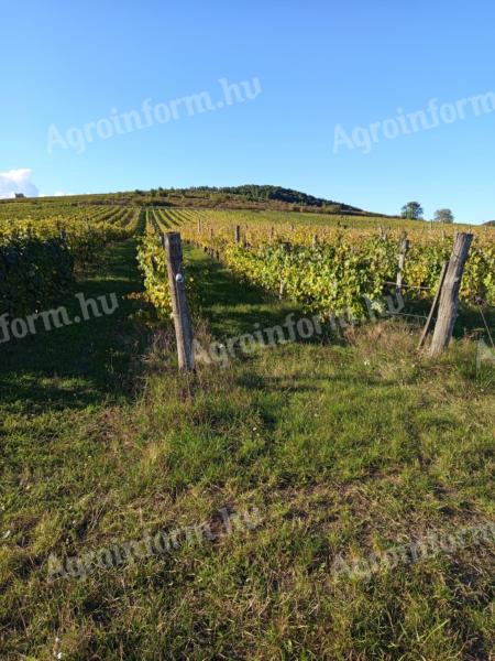 Eladó szőlőterület Tokaj-Hegyalján, Sárazsadányban