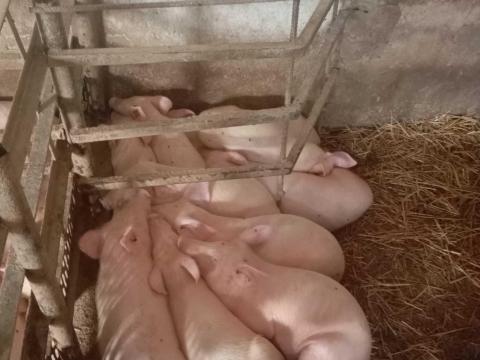 Süldő/választási malac Süldő/választási malac