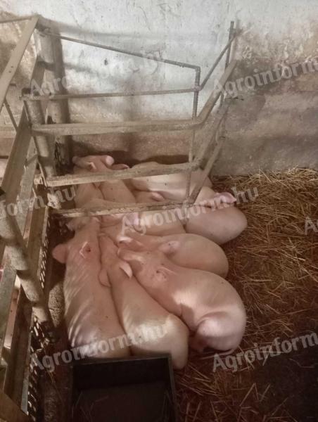 Süldő/választási malac