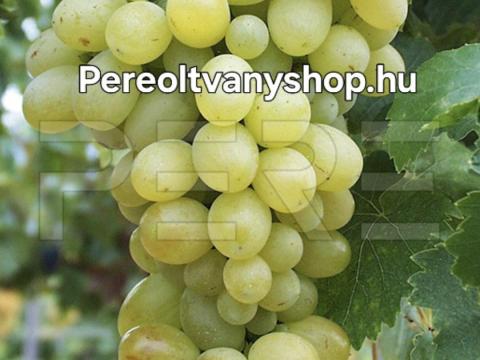 Szőlőoltványok széles fajtakínálattal