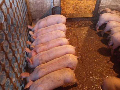 Választási malacok eladók Választási malacok eladók