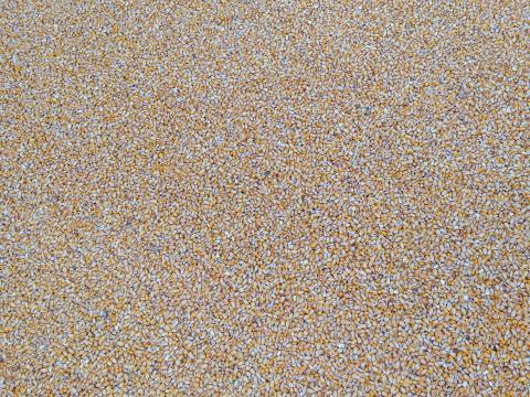 Kukorica eladó Kukorica eladó