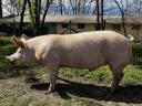 Duroc X MNF tenyészkan eladók Mélykútról (Bács-Kiskun vármegye),  kb 110-120 kg között. Ára: 100 e Ft