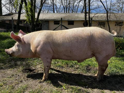 Duroc X MNF tenyészkan eladók Mélykútról (Bács-Kiskun vármegye),  kb 110-120 kg között. Ára: 100 e Ft Duroc X MNF tenyészkan eladók Mélykútról (Bács-Kiskun vármegye),  kb 110-120 kg között. Ára: 100 e Ft