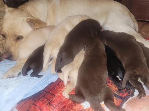 Labrador fajtajellegű Labrador fajtajellegű