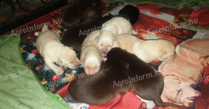 Labrador fajtajellegű.