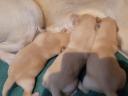 Labrador fajtajellegű.