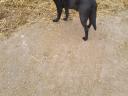 Labrador fajtajellegű.