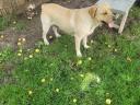 Labrador fajtajellegű.