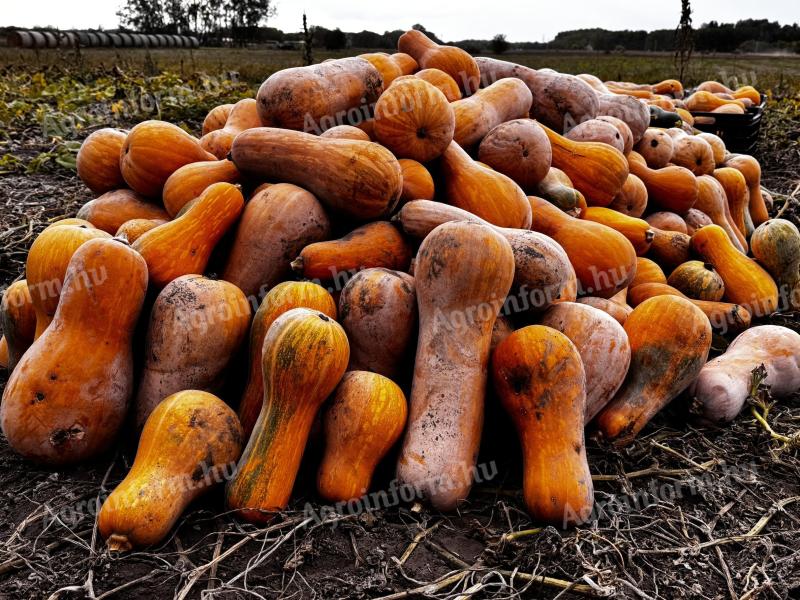 Takarmány sütőtök eladó (50-60 mázsa)