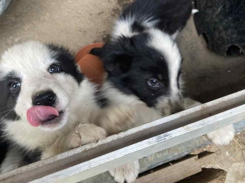 Border collie jellegű 9 hetes kölykök ingyen elvihetők Border collie jellegű 9 hetes kölykök ingyen elvihetők