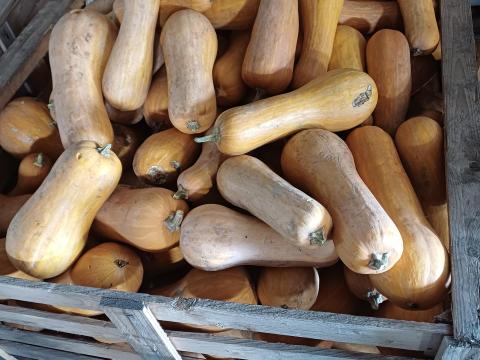 Takarmány sütőtök