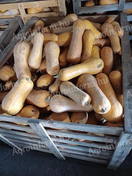 Takarmány sütőtök
