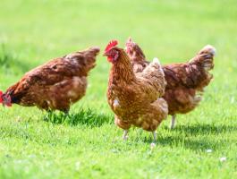 Háztáji, minőségi Red Master 2,5 kg-os baromfi eladó