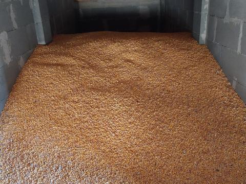 Eladó 2025-ös betakarítású,  toxinmentes takarmánykukorica