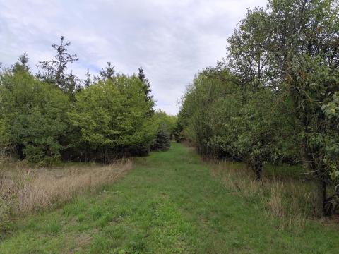 Gyomaendrődön,  Bonomzugban 6200nm fenyős,  bekerített dupla zártkerti telek eladó Gyomaendrődön,  Bonomzugban 6200nm fenyős,  bekerített dupla zártkerti telek eladó
